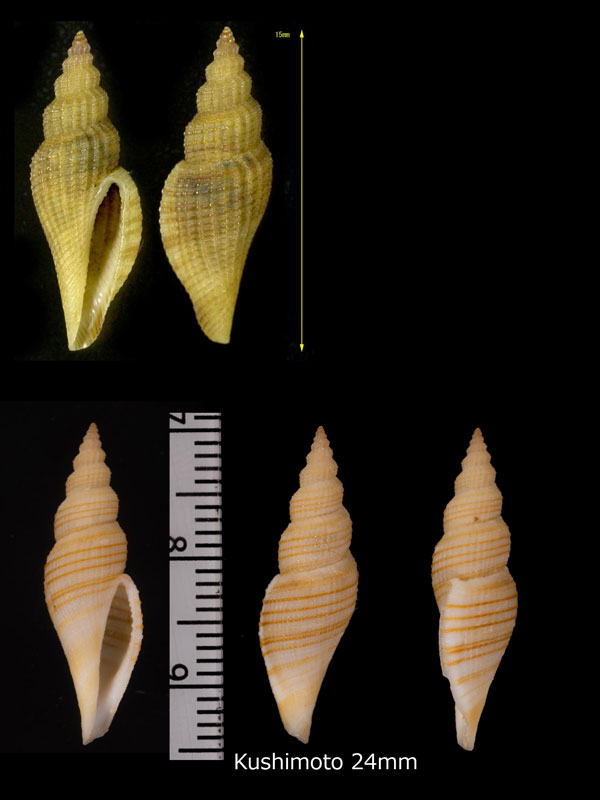 ワタゾココトツブ 海底琴小螺 Cytharopsis cancellata small