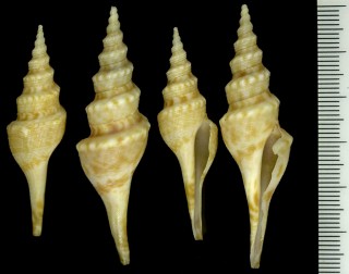 ハナヤカイグチ Leucosyrinx queenslandica small
