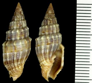 ヘリトリミノムシ (タカクミノムシ) Vexillum polygonum small