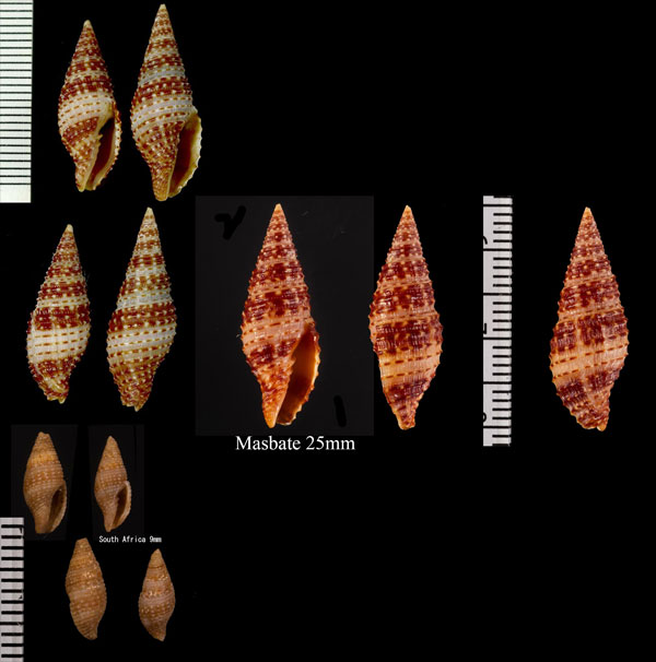 ツヅレフデ Mitra lienardi small
