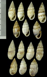 シイノミクチキレ Otopleura mitralis small
