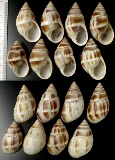 マルアフリカマイマイモドキ Leucotaenius favanii small