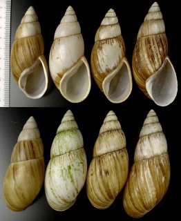 オオフデマイマイ Clavator grandidieri small