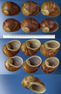 エイコウヤッコマイマイ Helicophanta gloriosa small