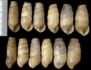 オオクビキレガイ Rumina decollata small