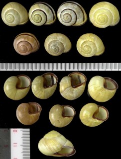 モリノオウシュウマイマイ Cepaea nemoralis small