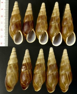 フデマイマイ Clavator obtusatus small