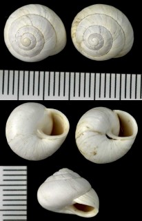 イスラエルのカタツムリ Sphincterochila aharonii small