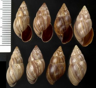 カハマルカヤサミカンマイマイ Drymaeus scitulus cochambulensis small