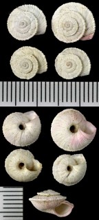 ダビディアーナオカウズマキ (仮称) Trochoidea davidiana small