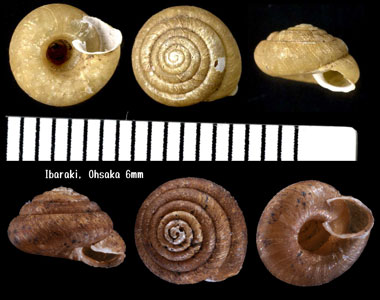 クチマガリマイマイ Aegista cavicollis small