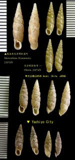 スグヒダギセル 直襞煙管 Paganizaptyx strictaluna small