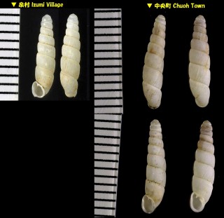 イシカワギセル 石川煙管 Neophaedusa ishikawai small