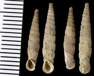 ハースカブトカザリギセル (仮称) Cristataria haasi haasi small