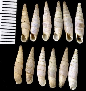 イスラエルのキセルガイ03 Cristataria elonensis small
