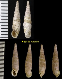 カタギセル Vastina interlamellaris small