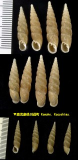 ナミハダギセル Mesophaedusa cymatodes small