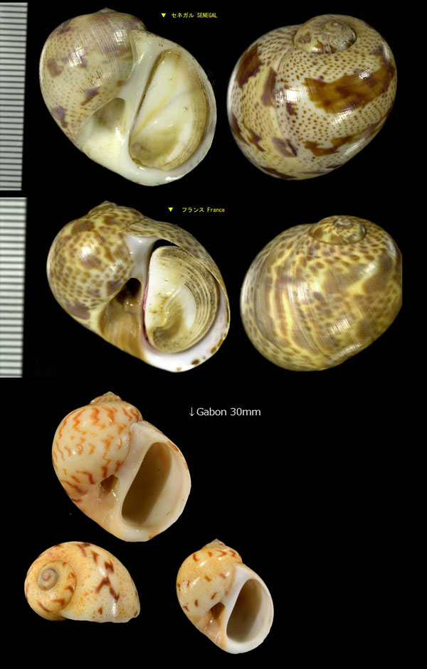 ミソラタマガイ Natica fulminea cruentata small