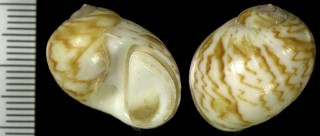 イナズマタマガイ Natica fulminea small
