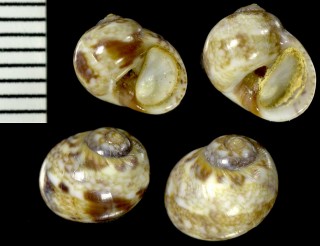 マドンナタマ (リボンタマ) Natica vittata small
