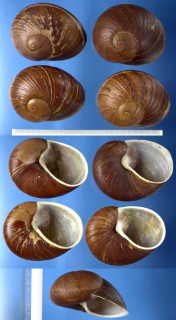 ボウコウヤッコマイマイ Helicophanta vesicalis small