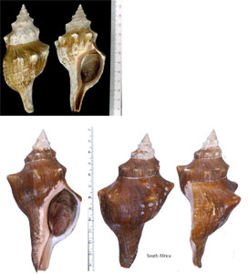 イトマキボラ 糸巻法螺 Pleuroploca trapezium trapezium small