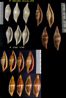 シュスヅツミ Phenacovolva brevirostris small