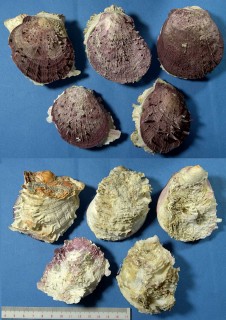 ウミダリアガイ Spondylus gaederopus small