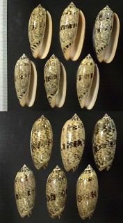 ジュドウマクラの一種 Oliva miniacea fumosa small