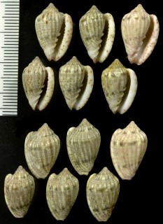 サラサヘリトリ Marginella obtusa small