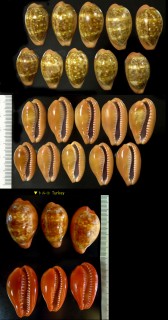 スソベニダカラ Zonaria pyrum pyrum small