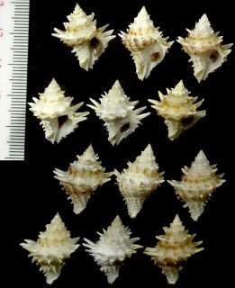 イガツノオリイレ Acanthotrophon carduus small