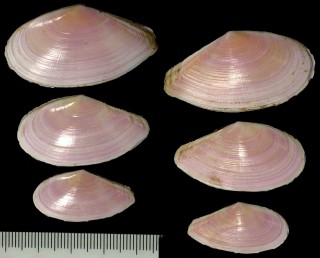 アルフレッドザクラ (仮称） Tellina alfredensis small