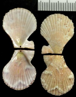 レースニシキ Chlamys atkinos small