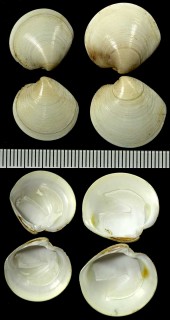 アフリカセイヨウカガミの仲間 Dosinia afra small