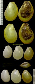 ミカンオオハネガイ Acesta citrina small