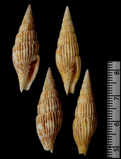 タカクワツクシの仲間 Vexillum varicosum small