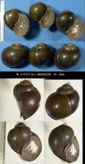 リンゴガイ　東アフリカ Pila ovata small