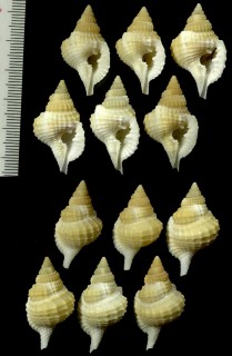 チュウガタイボボラ Distorsio euconstricta small