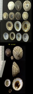 タテガタシロガイ Collisella testudinalis small