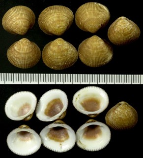 アルゴアタマキ Glycymeris connollyi small