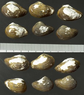 ミジンソデガイの仲間 Tindaria striata small