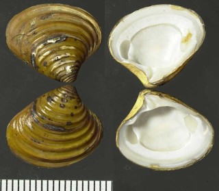 ベーリング海のエゾシラオの仲間 Elliptica alaskensis small