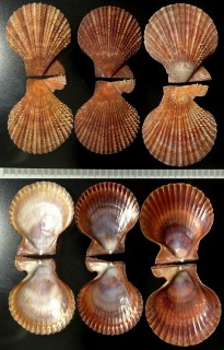 ニシノニシキ Chlamys scabricostata small