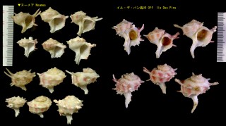 ニューカレドニアカセン Babelomurex neocaledonicus small