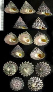 チスジウズ Trochus hanleyanus small