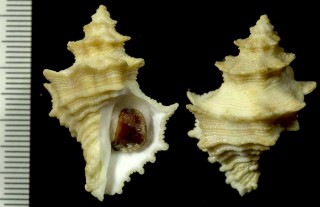 オールドロイドカセン Latiaxis oldroydi small