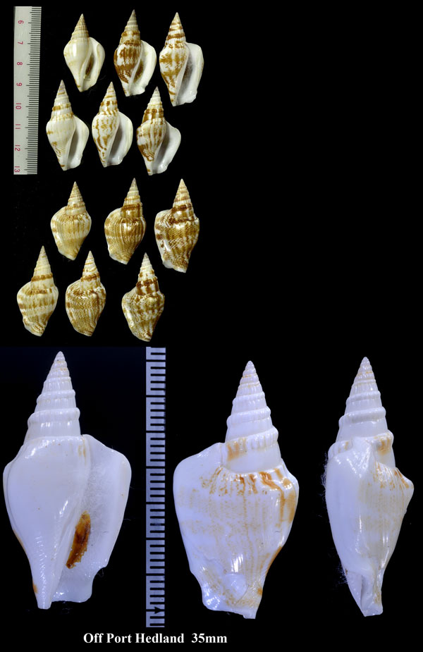 アラフラシドロ Strombus campbelli small