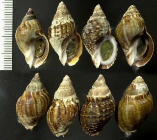 ウネマキボラ類 03 Burnupena catarrhacta small