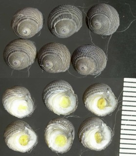 シャカトウダタミ 釈迦頭畳 Diloma radula small